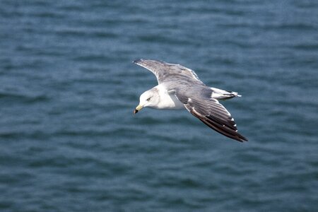 Nature water flight photo