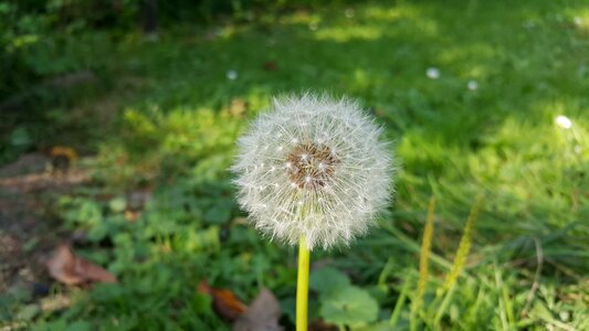 Summer nature garden