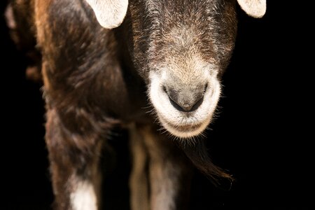 Fur nature goat