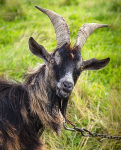 Horns farm nature photo