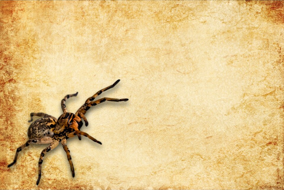 Paper spider tarantula