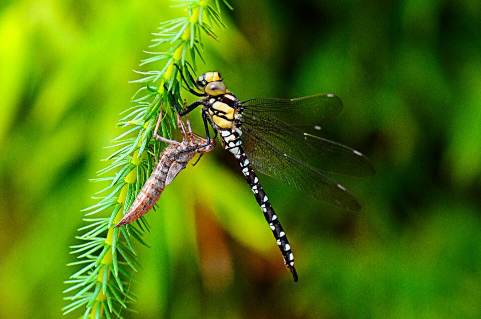 Flight insect macro on the exuvia