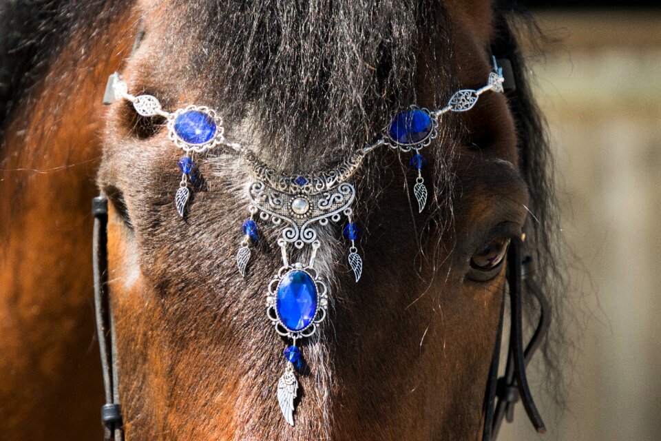 Cavalry animal horse