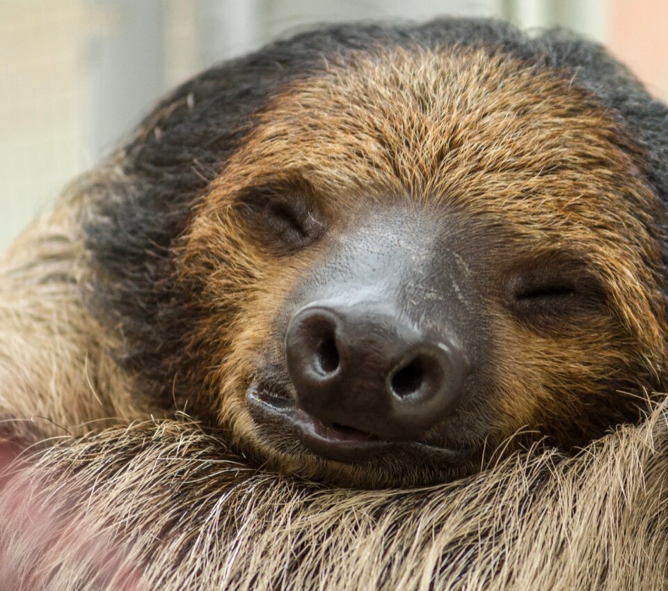 Sleep nature relaxed