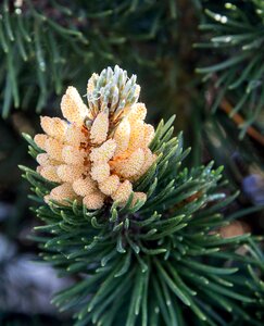 Spruce conifer branch nature