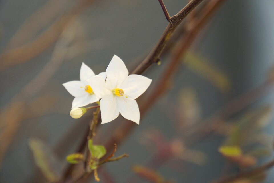 White blütenzauber nature