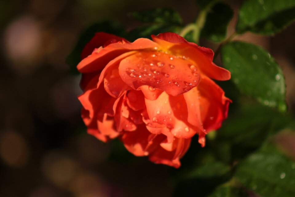 Beauty petals the smell of