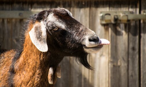 Goat farm domestic photo