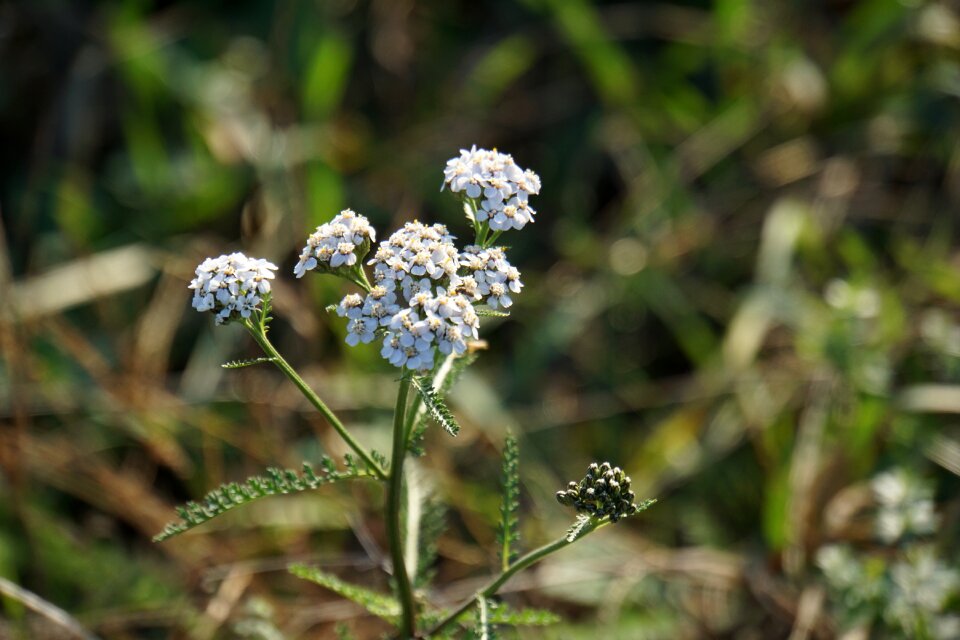 Nature landscape white