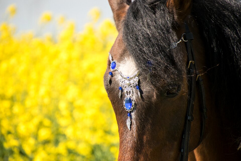 Farm head oilseed rape
