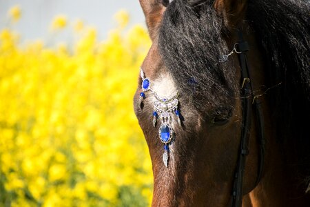 Farm head oilseed rape