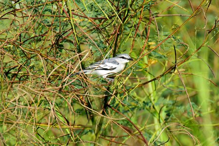 Natural nature avian