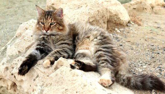 Domestic cat pet mackerel