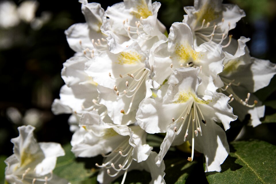Bloom white bush