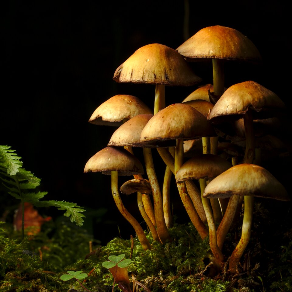 Mushroom mushrooms fern