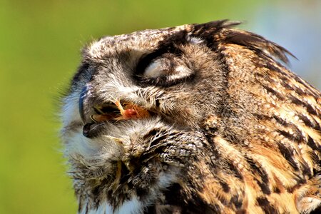 Feather eagle owl animals