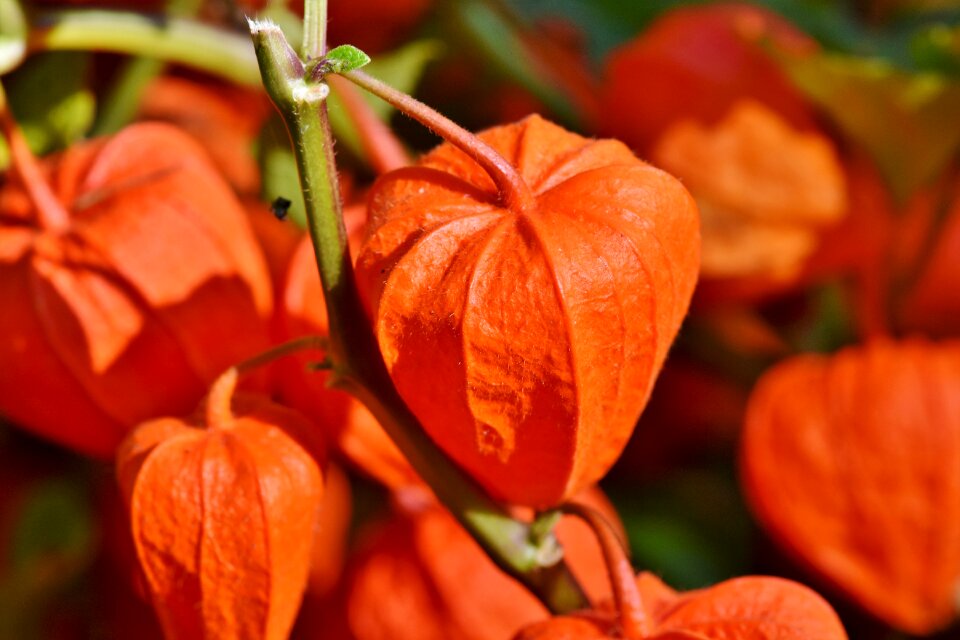 Nachtschattengewächs pericarp ornamental plant