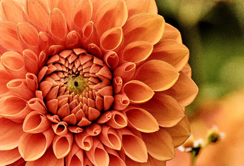 Blossom bloom nature