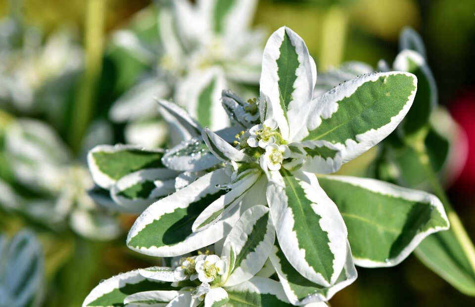 Plant blossom bloom