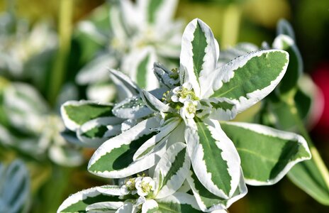 Plant blossom bloom