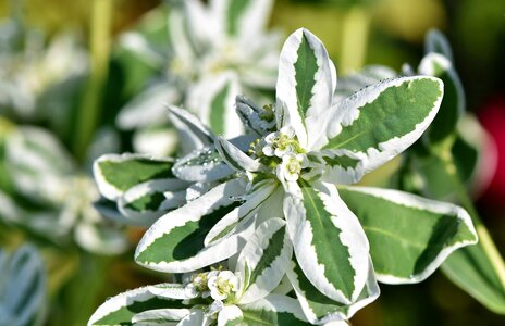 Plant blossom bloom photo