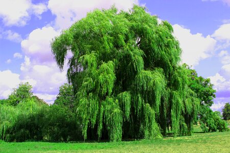 Park landscape green