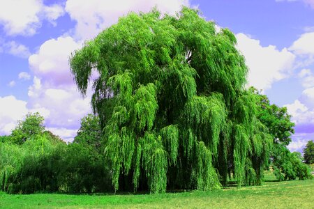 Park landscape green photo