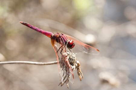 Dragonfly red macro photo