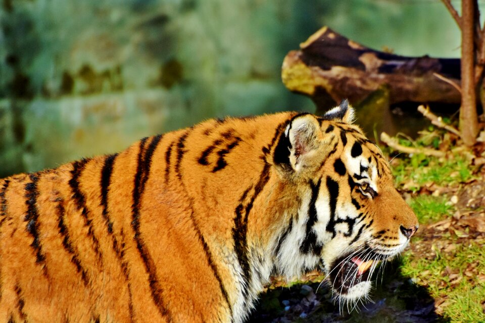 Big cat carnivores majestic