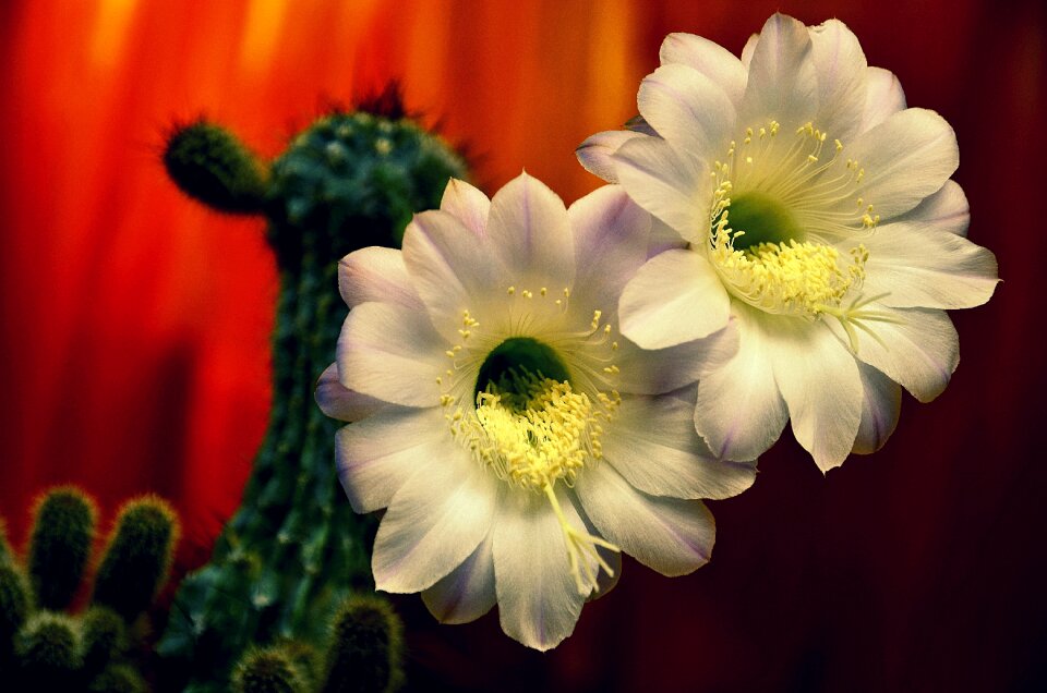 Bloom scratchy blume