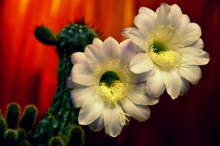 Bloom scratchy blume