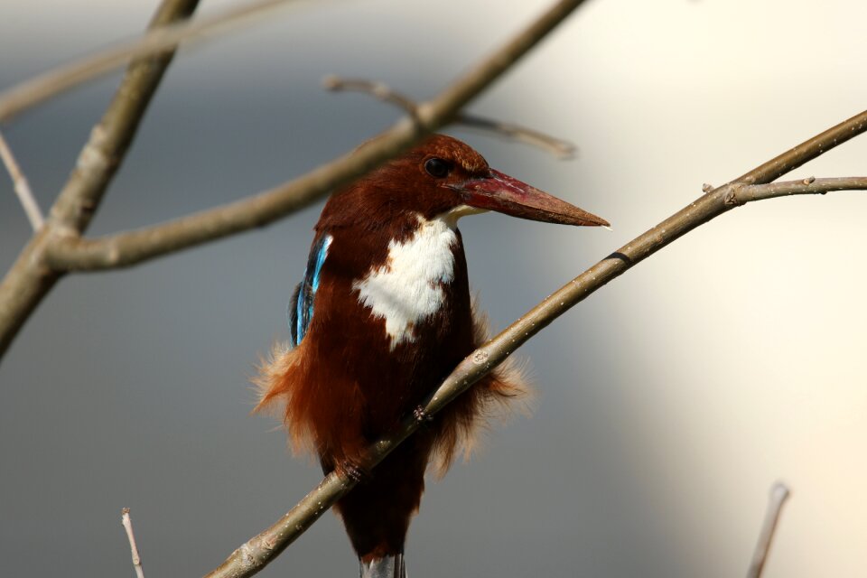 White breasted branch plumage