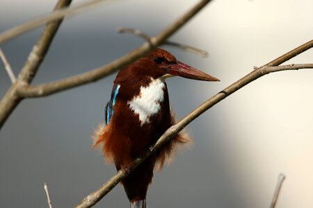 White breasted branch plumage photo