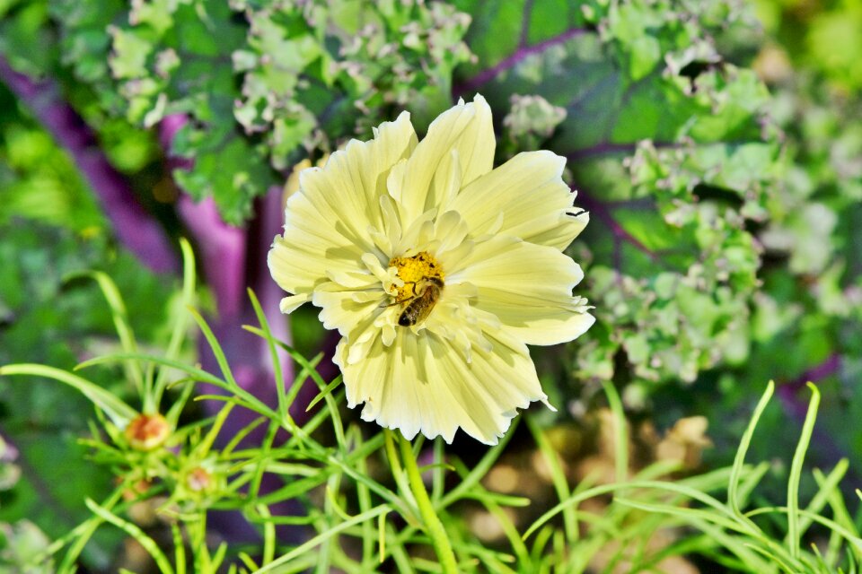 Cosmos blossom bloom