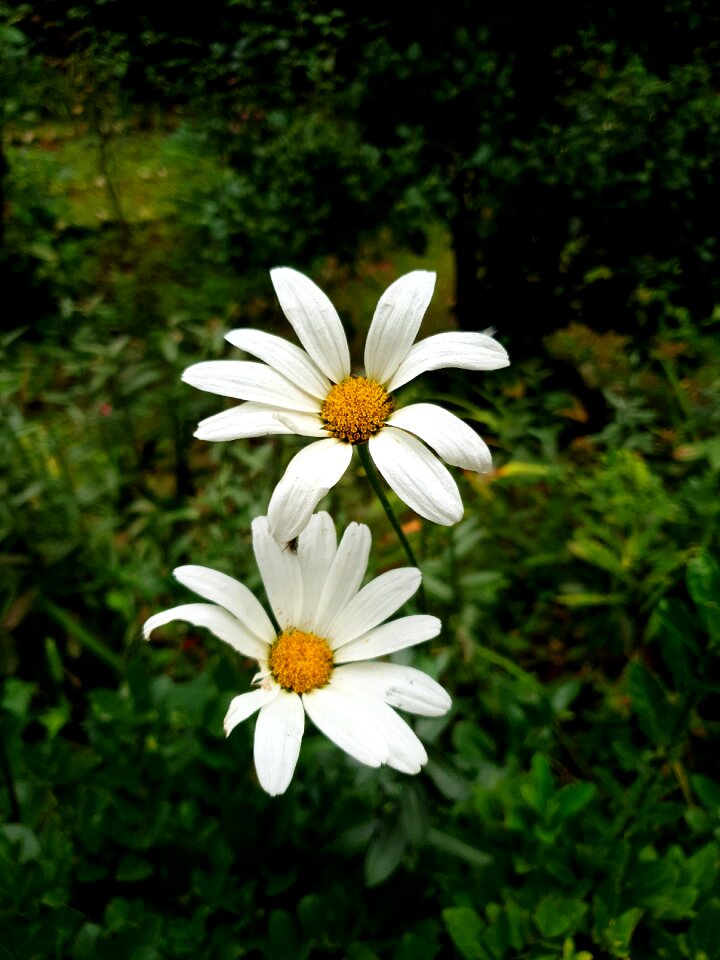 Flower nagar castle green castle