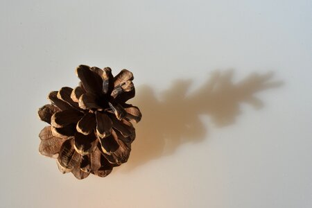 Pine nature shadow