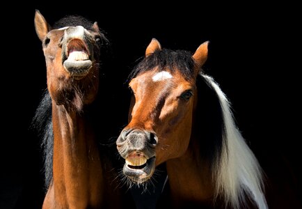 A domestic flehmen
