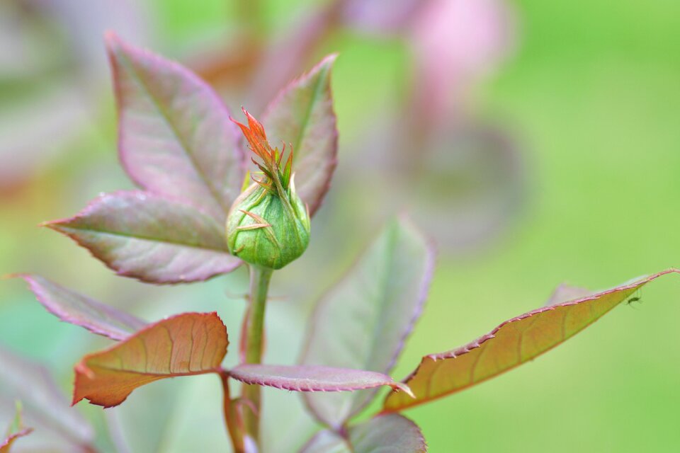 Plant spring green photo