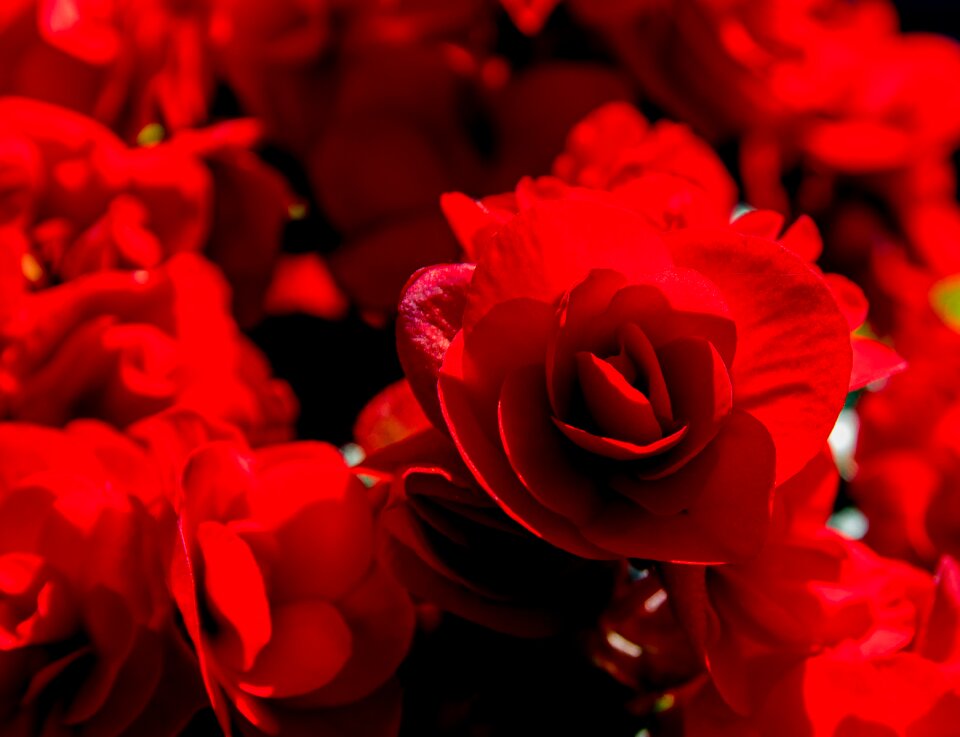 Flowers red summer