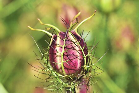 Prickly gretchen in the bush black cumin