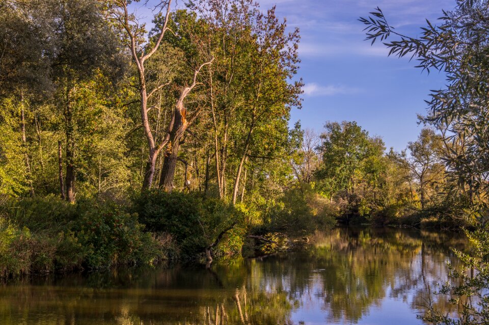 Mirroring forest trees