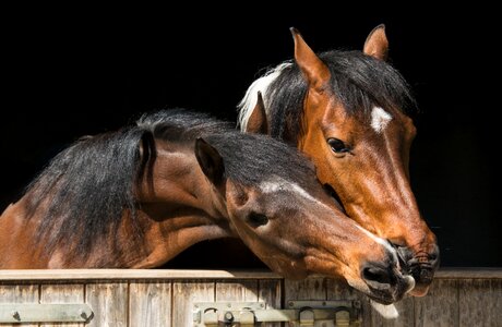 Portrait horses smooch