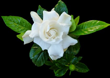 Perfume garden nature