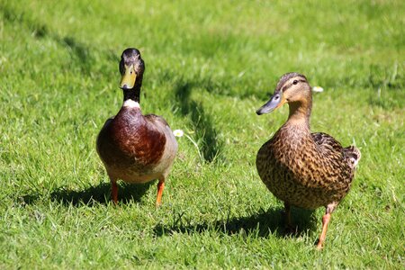 Water bird drake poultry photo