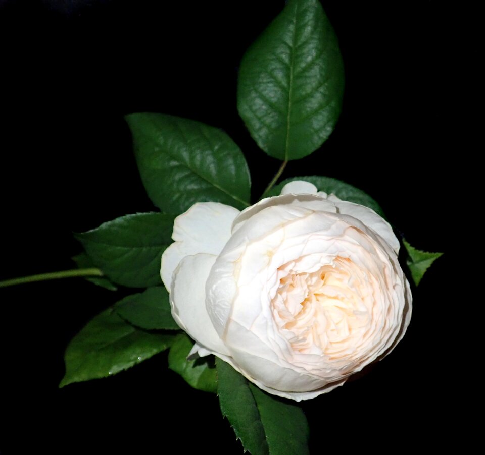 Perfume garden nature