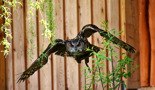 Eagle owl animals wild bird