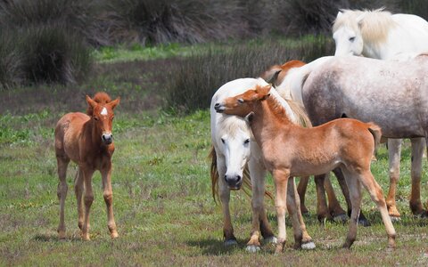 Nature horses foal