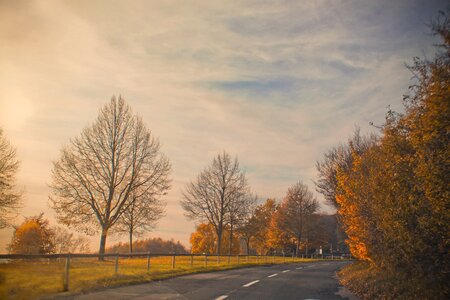 Trees sky fence