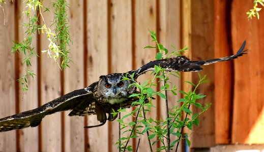 Eagle owl animals wild bird