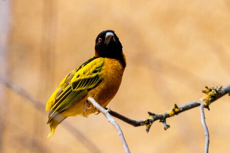 Plumage animal world feather photo